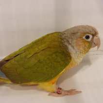 Conure  joues vertes