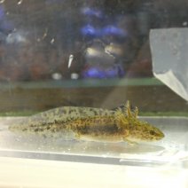 axolotl + andersons salamander (5).JPG