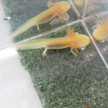 axolotl + andersons salamander (10).JPG