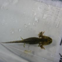 axolotl + andersons salamander (11).JPG