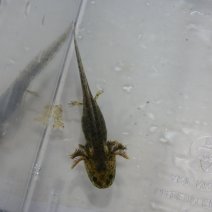 axolotl + andersons salamander (13).JPG