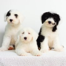 Bobtail pups te koop - élevage Bobtail