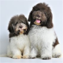 Lagotto Romagnolo