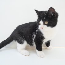 Chaton Européen