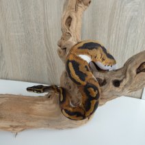koningspython piebald - python royal piebald P1260347.JPG
