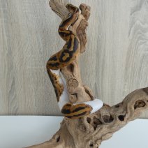 koningspython piebald - python royal piebald P1260349.JPG