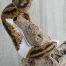 koningspython piebald - python royal piebald P1260355.JPG