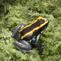 Dendrobates - Dendrobatidae