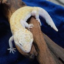 Gecko Léopard - Eublepharis Macularius