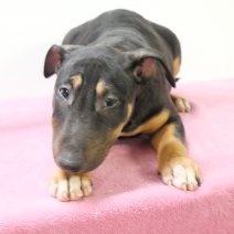 bull terrier 271123 ( 7353).JPG