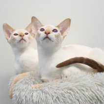Siamees kittens (1).jpg