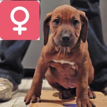 rhodesian ridgeback B  (1).jpg