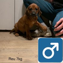 rhodesian ridgeback B  (2).jpg
