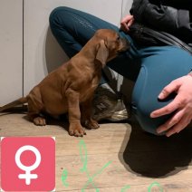 rhodesian ridgeback B  (4).jpg