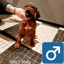 rhodesian ridgeback B  (3).jpg
