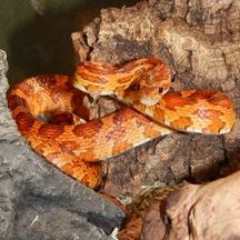 Serpent des Blés Baby - Pantherophis Guttatus Baby