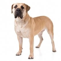 Boerboel