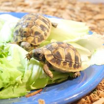 landschildpadden te koop - tortue terrestre à vendre  (1).JPG