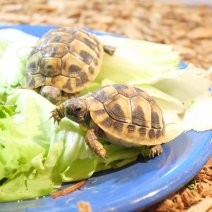 landschildpadden te koop - tortue terrestre à vendre  (2).JPG