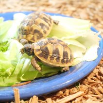 landschildpadden te koop - tortue terrestre à vendre  (3).JPG