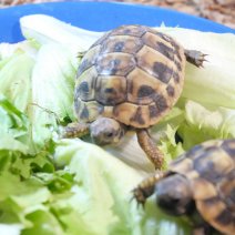 landschildpadden te koop - tortue terrestre à vendre  (4).JPG
