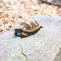 landschildpadden te koop - tortue terrestre à vendre  (5).JPG
