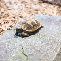 landschildpadden te koop - tortue terrestre à vendre  (6).JPG