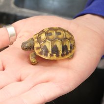 landschildpadden te koop - tortue terrestre à vendre  (7).JPG