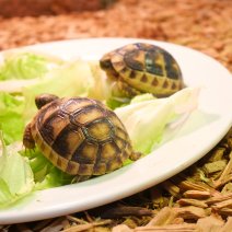 landschildpadden te koop - tortue terrestre à vendre  (8).JPG