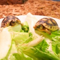landschildpadden te koop - tortue terrestre à vendre  (10).JPG