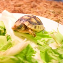 landschildpadden te koop - tortue terrestre à vendre  (11).JPG