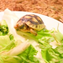 landschildpadden te koop - tortue terrestre à vendre  (12).JPG