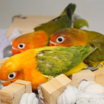 dwerpapegaai te koop - lovebirds fisherii. - inseparable a vendre (1).JPG