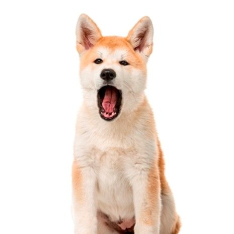 akita inu 4.jpg