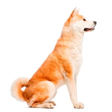 akita inu 3.jpg