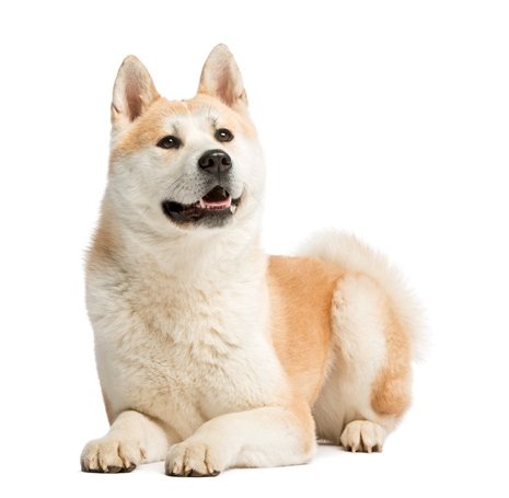 akita inu 2.jpg