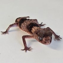 knopstaartgekko - nephrurus wheeleri cinctus.jpg