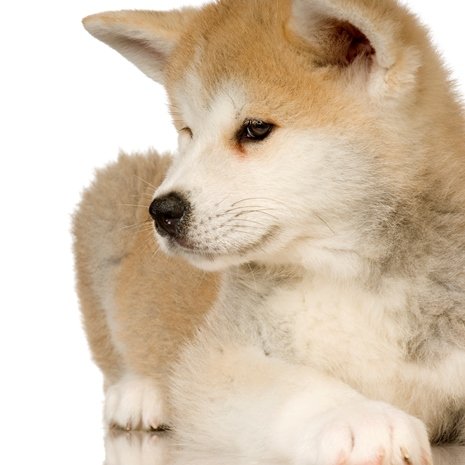 akita inu.jpg