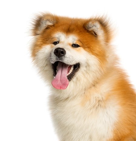 akita inu 1.jpg