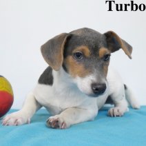 Jack Russell Terrier 22.05.2024 (0436).jpg
