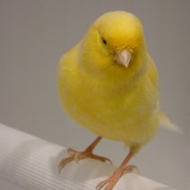 koop - Uw dierenwinkel in Zellik Brussel