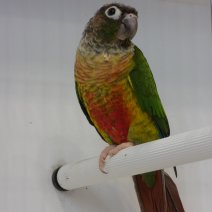 Conure perlée (élevés  la main)