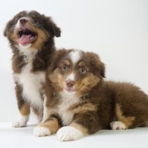 Miniature American Shepherd