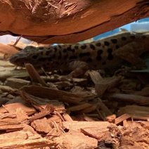 saba anolis (5).jpg