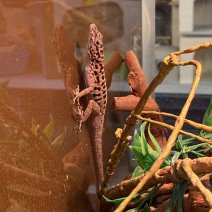 saba anolis (6).jpg