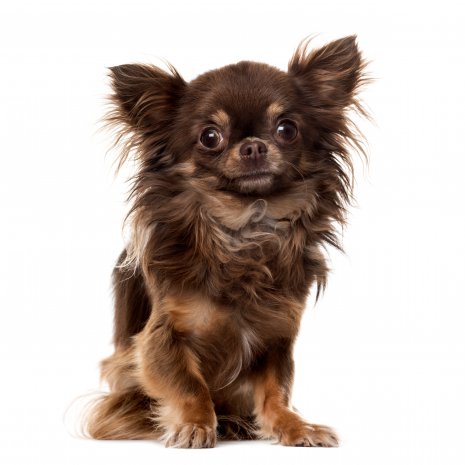 Trots pistool Laan Perfecte baasje voor een Chihuahua?