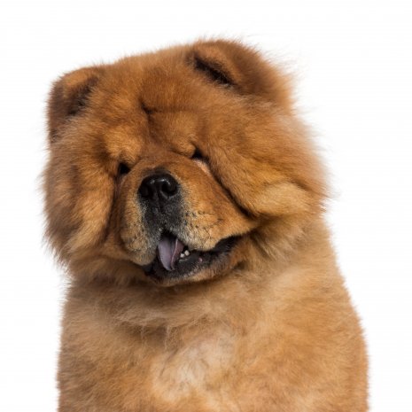 chow chow