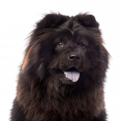 chow chow1