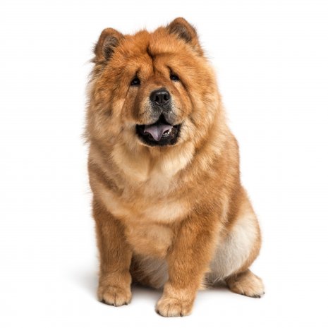 is specialist in Chow Chow koop? - DogCatandCo