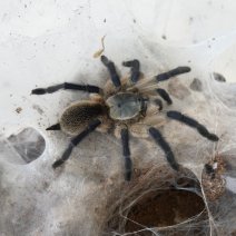 mygale 190724 1.JPG
